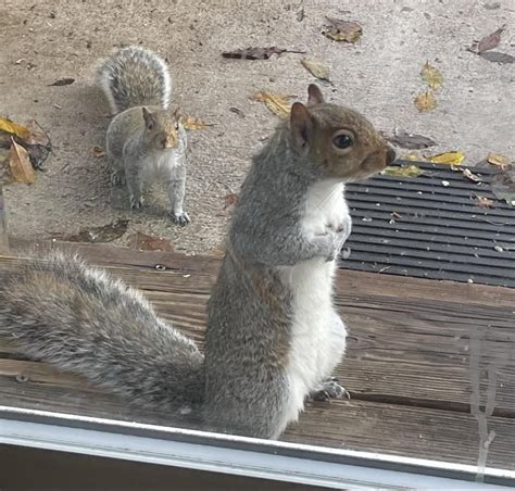 Will FedEx Leave My Package at the Door? And Why Do Squirrels Always Look So Suspicious?